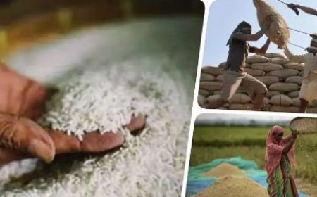 Rice Become Cheaper: आम जनता के लिए केंद्र सरकार ने लिया बड़ा फैसला, अब इतने रुपए सस्ते में मिलेगा चावल