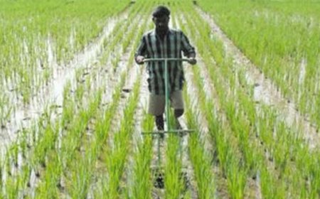 Rajasthan News: राजस्‍थान में किसानों की पीएम सम्मान निधि व पेंशन बढ़ी