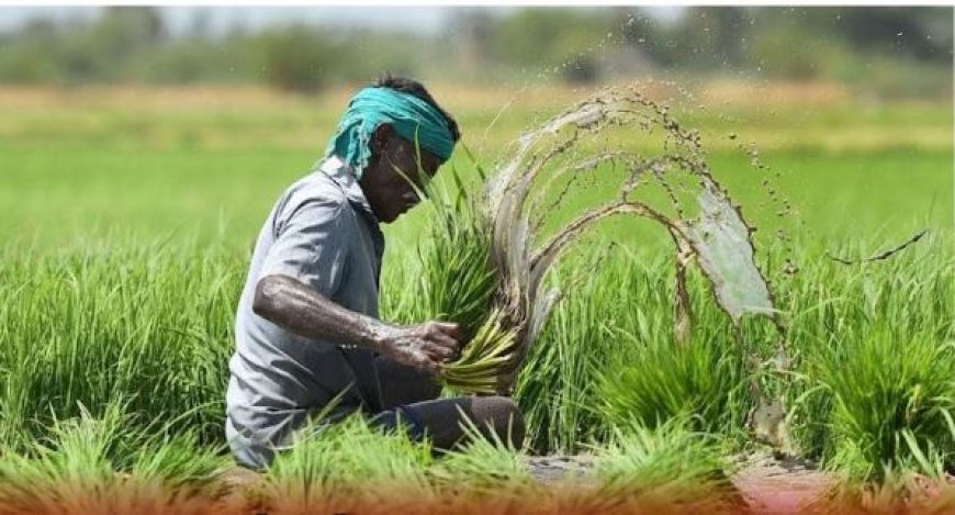 PM Fasal Bima Yojana: फसल बीमा योजना के तहत 23 करोड़ किसानों के दावों का भुगतान हुआ