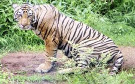 रायसेन में बाघ ने किया हमला ग्रामीण की मौत