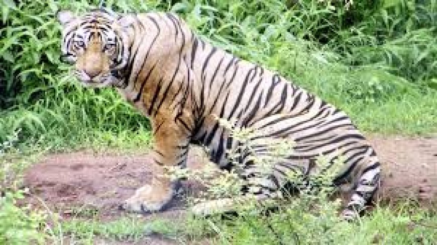 रायसेन में बाघ ने किया हमला ग्रामीण की मौत