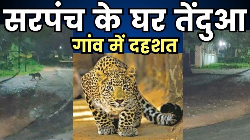 बालाघाट : तेंदुआ ने सरपंच के घर में घुसकर मचाई सनसनी 