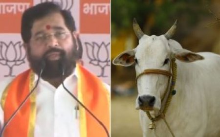 शिंदे सरकार का महाराष्ट्र में बड़ा फैसला,गाय को दिया राज्यमाता का दर्जा