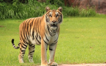 Tiger attack: बांधवगढ़ टाइगर रिजर्व के पास गांव से बाघ ने 14 वर्षीय बच्चे को उठा लाया