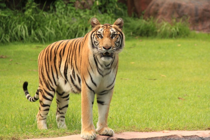 Tiger attack: बांधवगढ़ टाइगर रिजर्व के पास गांव से बाघ ने 14 वर्षीय बच्चे को उठा लाया