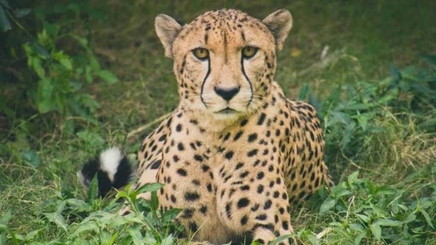 Kuno National Park: चीता निर्वा ने दी पांच शावकों को जन्म, जैव विविधता संरक्षण में बड़ी सफलता