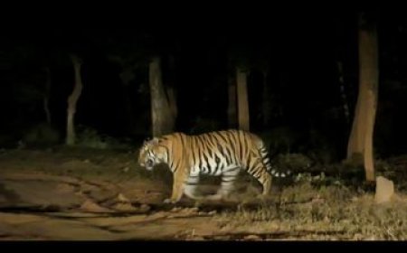 Umaria News: बांधवगढ़ टाइगर रिजर्व नाइट सफारी के दौरान एक साथ दिखे तीन बाघ, फोटो वायरल