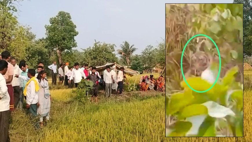 बालाघाट में पिता को तलाशते खेत पहुंचा बेटा, देखा तो बाघ उन्हें खा रहा था