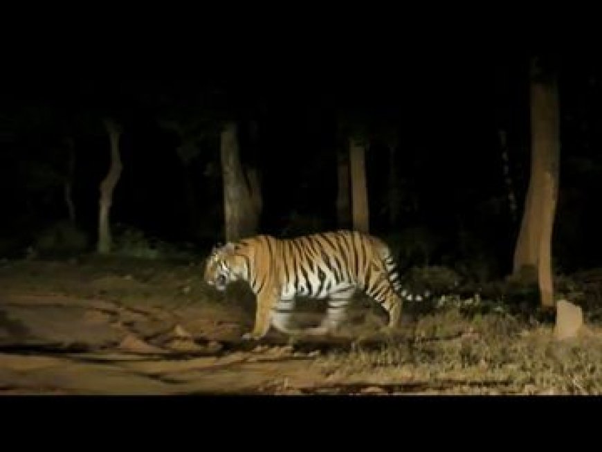 Umaria News: बांधवगढ़ टाइगर रिजर्व नाइट सफारी के दौरान एक साथ दिखे तीन बाघ, फोटो वायरल