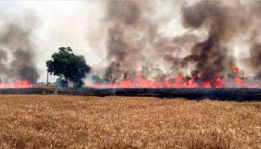 छतरपुर: कलेक्टर के आदेश बेअसर, मातगुवां में नरवाई जलाने से खेतों में लगी भीषण आग, सड़क पर आवागमन ठप