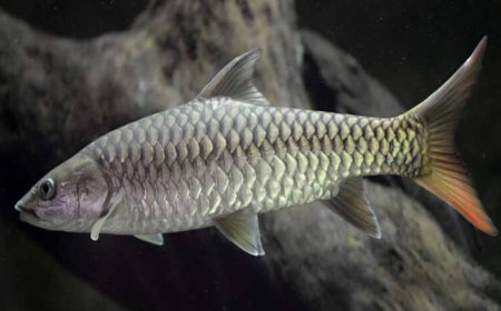 मध्यप्रदेश की राज्य मछली महाशीर पर संकट, कभी 40 किलो की मछली अब सिर्फ 4 किलो