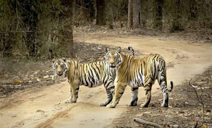 बाघों की बढ़ती गिनती पर संकट: जंगल घटे, अब गांवों का विस्थापन ही विकल्प!