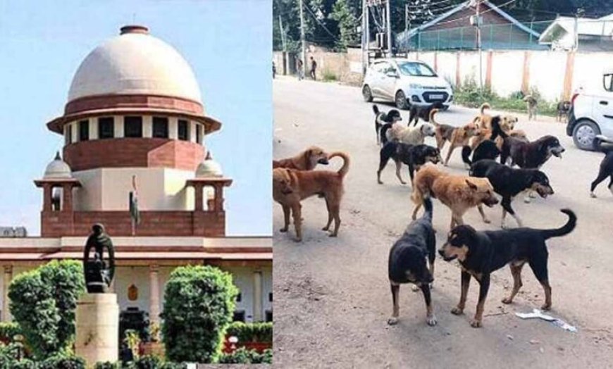 आवारा कुत्तों पर सुप्रीम कोर्ट का सख्त रुख, अड़ंगा डालने वालों पर भी होगी कार्रवाई