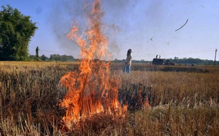 पराली जलाने पर भड़के CJI गवई, कहा – कुछ को जेल भेजें, सब ठीक हो जाएगा