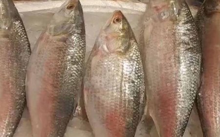 बांग्लादेश से आई ‘समुद्र की रानी’, खुश हैं लोग लेकिन दुकानदारों की चिंता बढ़ी – जानिए वजह