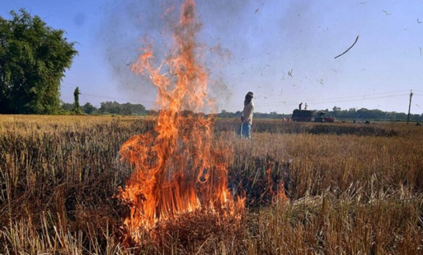 पराली जलाने पर भड़के CJI गवई, कहा – कुछ को जेल भेजें, सब ठीक हो जाएगा