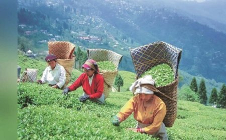 क्लाइमेट चेंज की मार से कांपे चाय बागान, असम में चाय उत्पादन पर मंडराया संकट