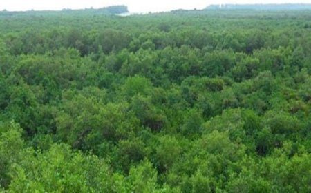 भारत का वन क्षेत्र एक दशक में 1.91 हेक्टेयर बढ़ा, एशिया में सबसे तेज विस्तार; FAO रिपोर्ट में विश्व में 9वें स्थान पर