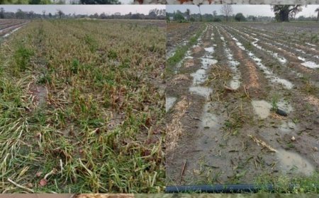 मध्य प्रदेश में बेमौसम बारिश, सोयाबीन, गेहूं और अन्य फसलों को भारी नुकसान