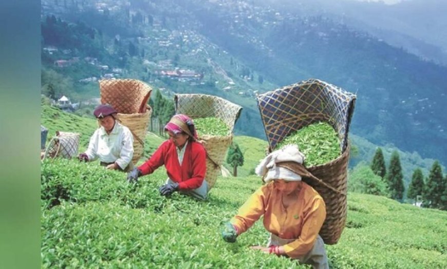 क्लाइमेट चेंज की मार से कांपे चाय बागान, असम में चाय उत्पादन पर मंडराया संकट