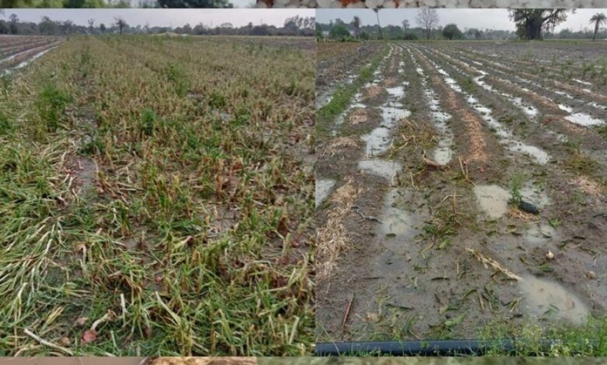 मध्य प्रदेश में बेमौसम बारिश, सोयाबीन, गेहूं और अन्य फसलों को भारी नुकसान