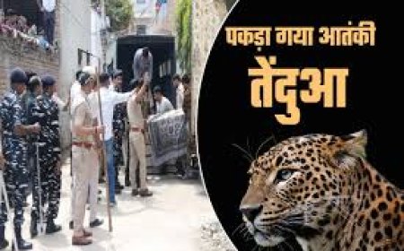 Leopard Attack: वन विभाग के साथ पहुंचे पुलिसकर्मी पर तेंदुए ने किया हमला, लोगों में फैली दहशत, कोल्हापुर का वीडियो आया सामने