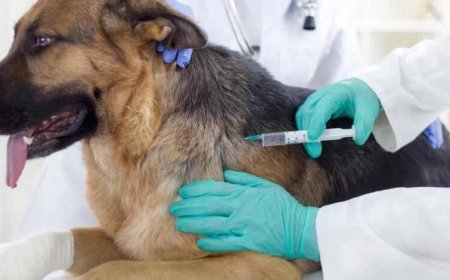 कैनाइन डिस्टेंपर वायरस से बचाव: चीतों-बाघों की सुरक्षा के लिए कुत्तों का होगा टीकाकरण