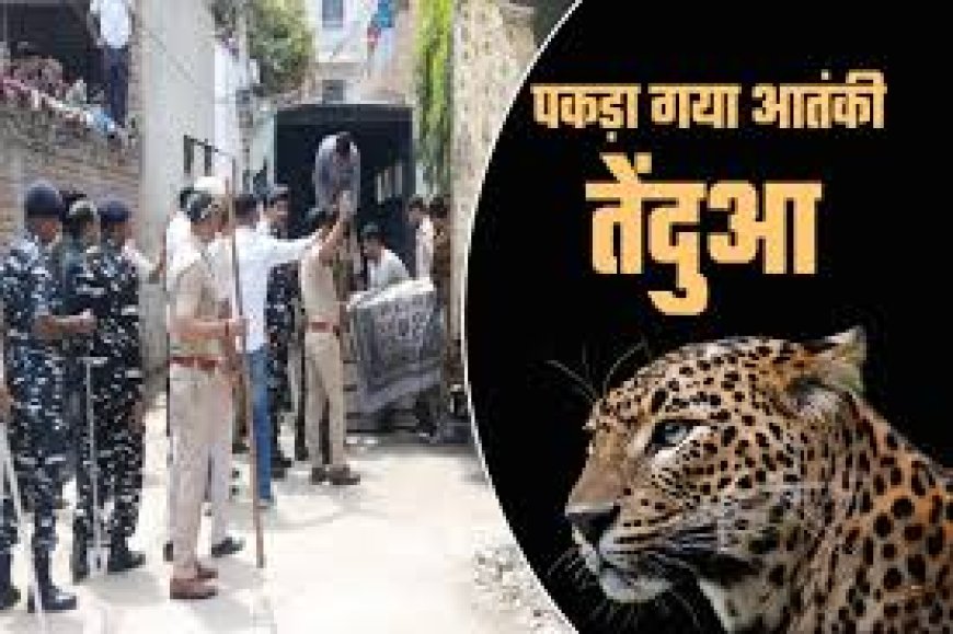 Leopard Attack: वन विभाग के साथ पहुंचे पुलिसकर्मी पर तेंदुए ने किया हमला, लोगों में फैली दहशत, कोल्हापुर का वीडियो आया सामने