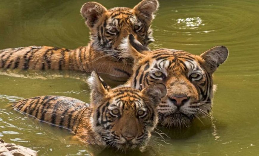 एमपी फिर बन सकता है टाइगर स्टेट: All India Tiger Estimation 2026 की प्रक्रिया शुरू
