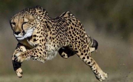 कूनो नेशनल पार्क: वीरा के एक शावक की खुले जंगल में मौत, 24 घंटे पहले हुआ था रिलीज