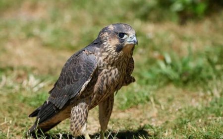 वन्यजीव संरक्षण की बड़ी सफलता, उदंती-सीतानदी में कैमरे में कैद पेरेग्रीन फाल्कन