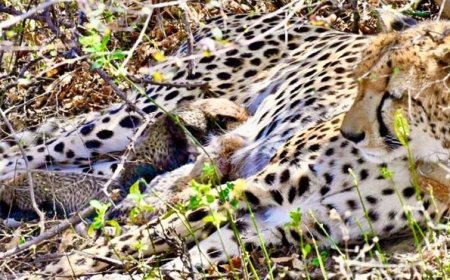 कूनो से फिर मिली बड़ी खुशखबरी, चीता गामिनी ने 4 शावकों को दिया जन्म