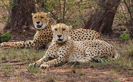 मंदसौर में चीता संरक्षण की दिशा में ऐतिहासिक कदम, प्रभास और पावक ने पार किया बड़ा पड़ाव