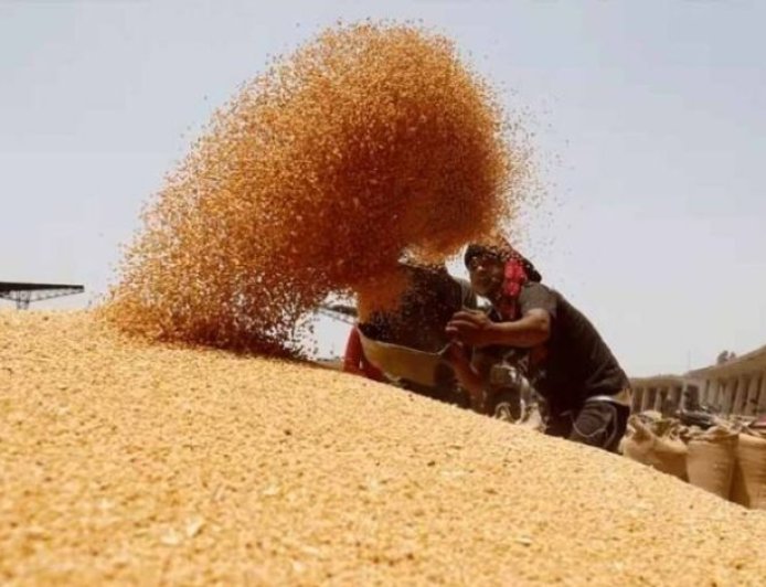 4 लाख 88 हजार किसानों से 19 लाख 90 हजार मीट्रिक टन गेहूं का हुआ उपार्जन