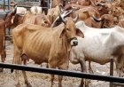 गोशालाओं से होगी तगड़ी इनकम, गोबर-गोमूत्र बनेगा किसानों के लिए  गोल्डन बिजनेस