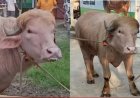 बांग्लादेश में ट्रंप भैंसा की कुर्बानी पर रोक, वायरल होने के बाद प्रशासन का बड़ा फैसला