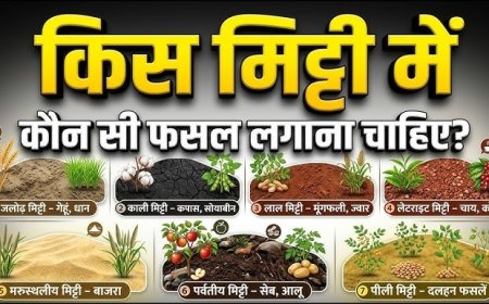 रेतीली मिट्टी को समझते हैं बेकार, अब यही जमीन दिलाएगी बंपर कमाई, जानिए कम पानी में सबसे ज्यादा मुनाफा देने वाली फसलें