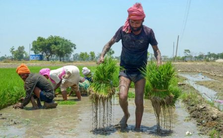 कृषि विकास दर में भारत बना दुनिया में नंबर 1, चीन को पीछे छोड़ हासिल की बड़ी उपलब्धि
