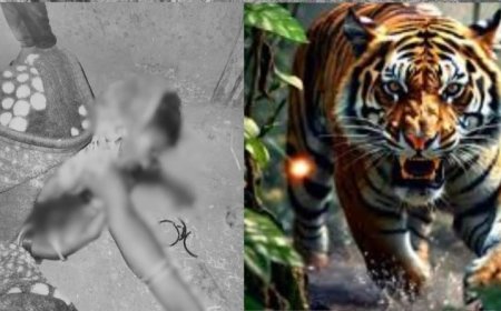 बांधवगढ़ में दर्दनाक हादसा घर में घुसे बाघ ने महिला को मार डाला, तीन घायल; रेस्क्यू के दौरान बाघ की भी मौत से मचा हड़कंप