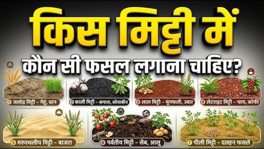 रेतीली मिट्टी को समझते हैं बेकार, अब यही जमीन दिलाएगी बंपर कमाई, जानिए कम पानी में सबसे ज्यादा मुनाफा देने वाली फसलें