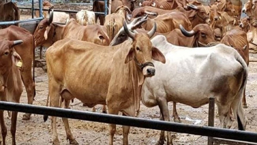 गोशालाओं से होगी तगड़ी इनकम, गोबर-गोमूत्र बनेगा किसानों के लिए  गोल्डन बिजनेस