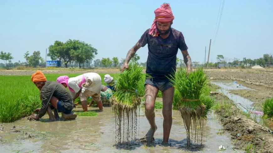 कृषि विकास दर में भारत बना दुनिया में नंबर 1, चीन को पीछे छोड़ हासिल की बड़ी उपलब्धि