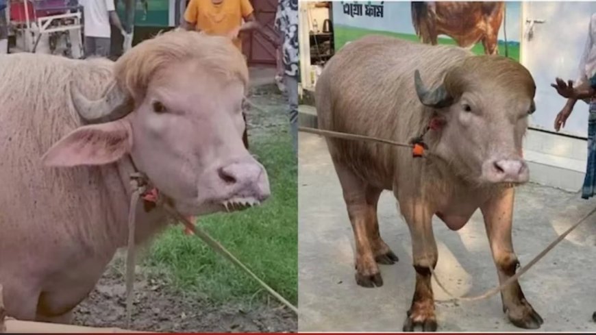बांग्लादेश में ट्रंप भैंसा की कुर्बानी पर रोक, वायरल होने के बाद प्रशासन का बड़ा फैसला