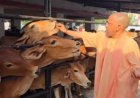 गोरखनाथ मंदिर में सीएम योगी की गोसेवा: गोशाला में बिताया समय, अपने हाथों से गायों को खिलाई गुड़-रोटी; गोवंश की बेहतर देखभाल के दिए निर्देश