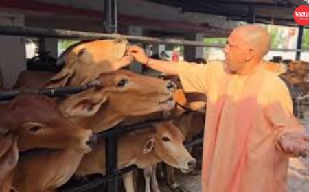 गोरखनाथ मंदिर में सीएम योगी की गोसेवा: गोशाला में बिताया समय, अपने हाथों से गायों को खिलाई गुड़-रोटी; गोवंश की बेहतर देखभाल के दिए निर्देश
