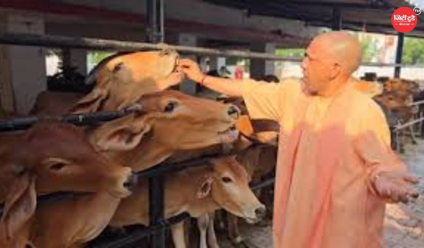 गोरखनाथ मंदिर में सीएम योगी की गोसेवा: गोशाला में बिताया समय, अपने हाथों से गायों को खिलाई गुड़-रोटी; गोवंश की बेहतर देखभाल के दिए निर्देश