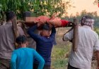 रीवा में विकास की हकीकत उजागर: सड़क नहीं होने से 2 किमी खाट पर ढोकर ले जाई गई महिला, एंबुलेंस नहीं पहुंची, अस्पताल पहुंचने से पहले मौत