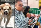 चित्रकूट के सरकारी स्कूल में घुसा संदिग्ध पागल कुत्ता, दो मासूमों पर हमला; बच्चों ने क्लास का दरवाजा बंद कर बचाई जान