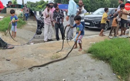 गोपालगंज में 5 साल के रिजवान ने पकड़े दो विशाल धामिन सांप, वायरल वीडियो ने मचाई सनसनी; विशेषज्ञ बोले- सावधानी जरूरी