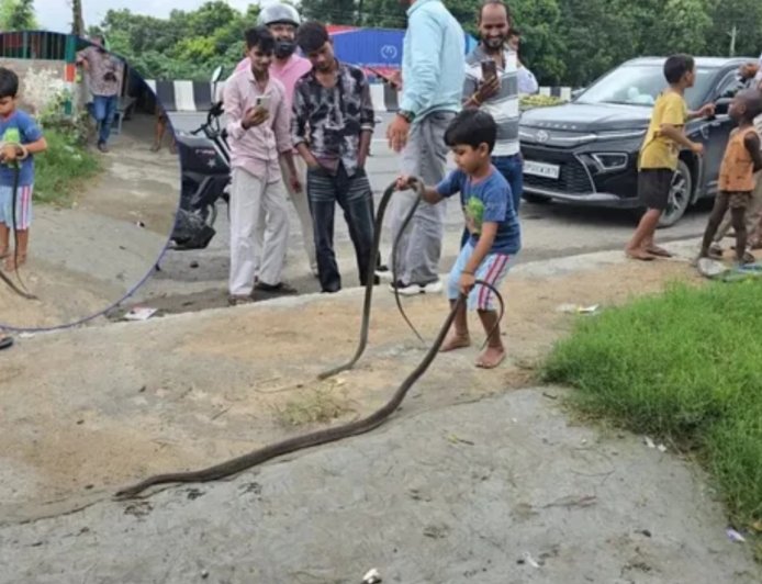गोपालगंज में 5 साल के रिजवान ने पकड़े दो विशाल धामिन सांप, वायरल वीडियो ने मचाई सनसनी; विशेषज्ञ बोले- सावधानी जरूरी